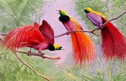 Bird of Paradise
